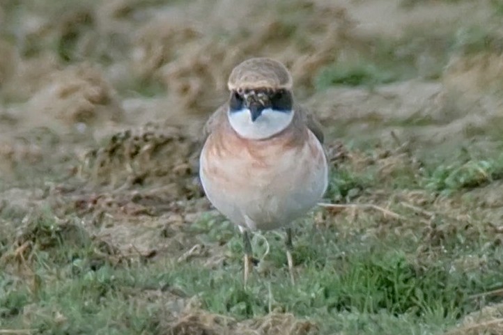 Tibetan Sand-Plover - ML619271451