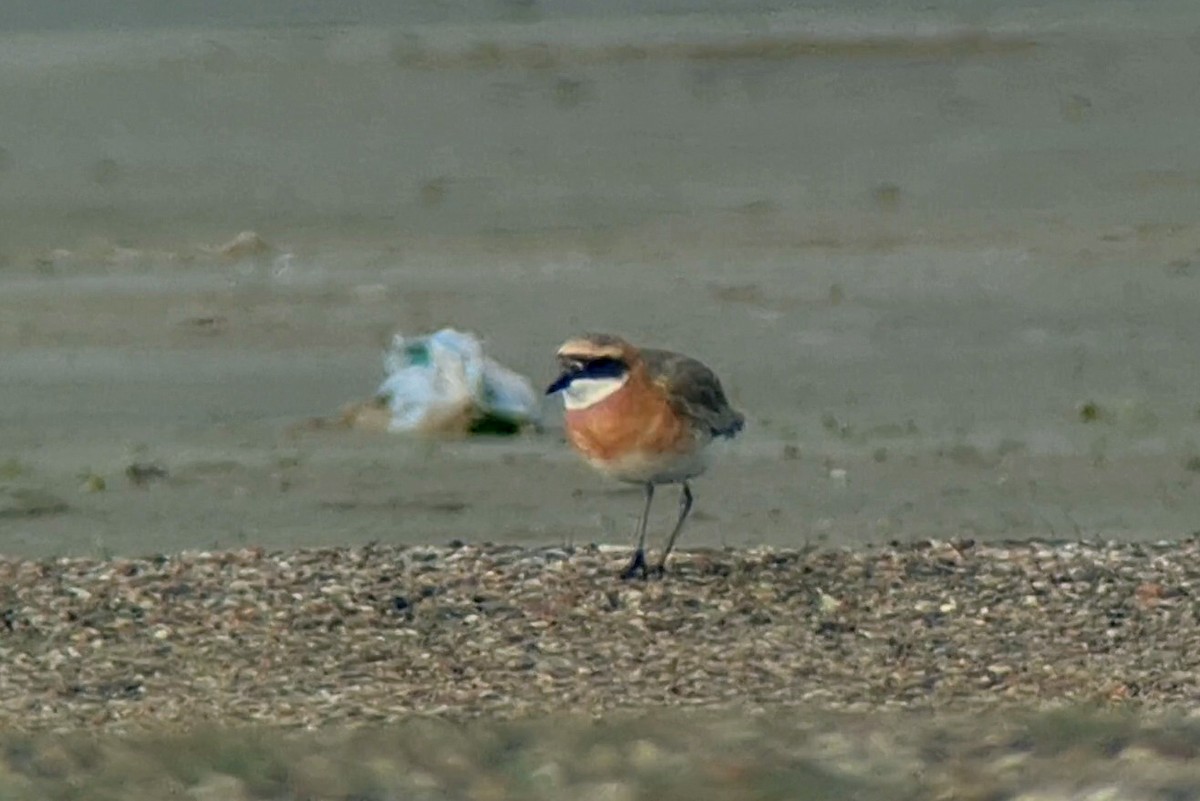 Tibetan Sand-Plover - Paul French