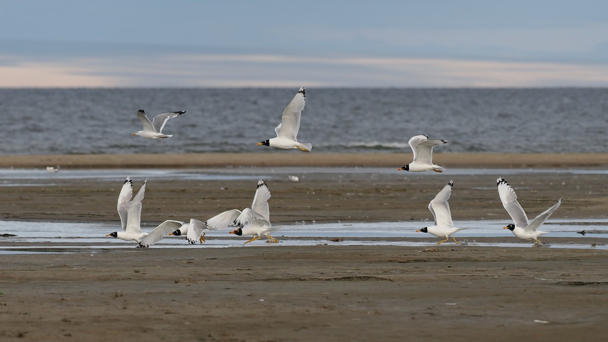 Pallas's Gull - Paul French