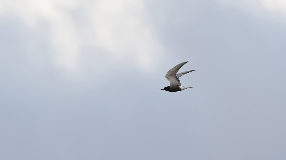 Black Tern - Paul French