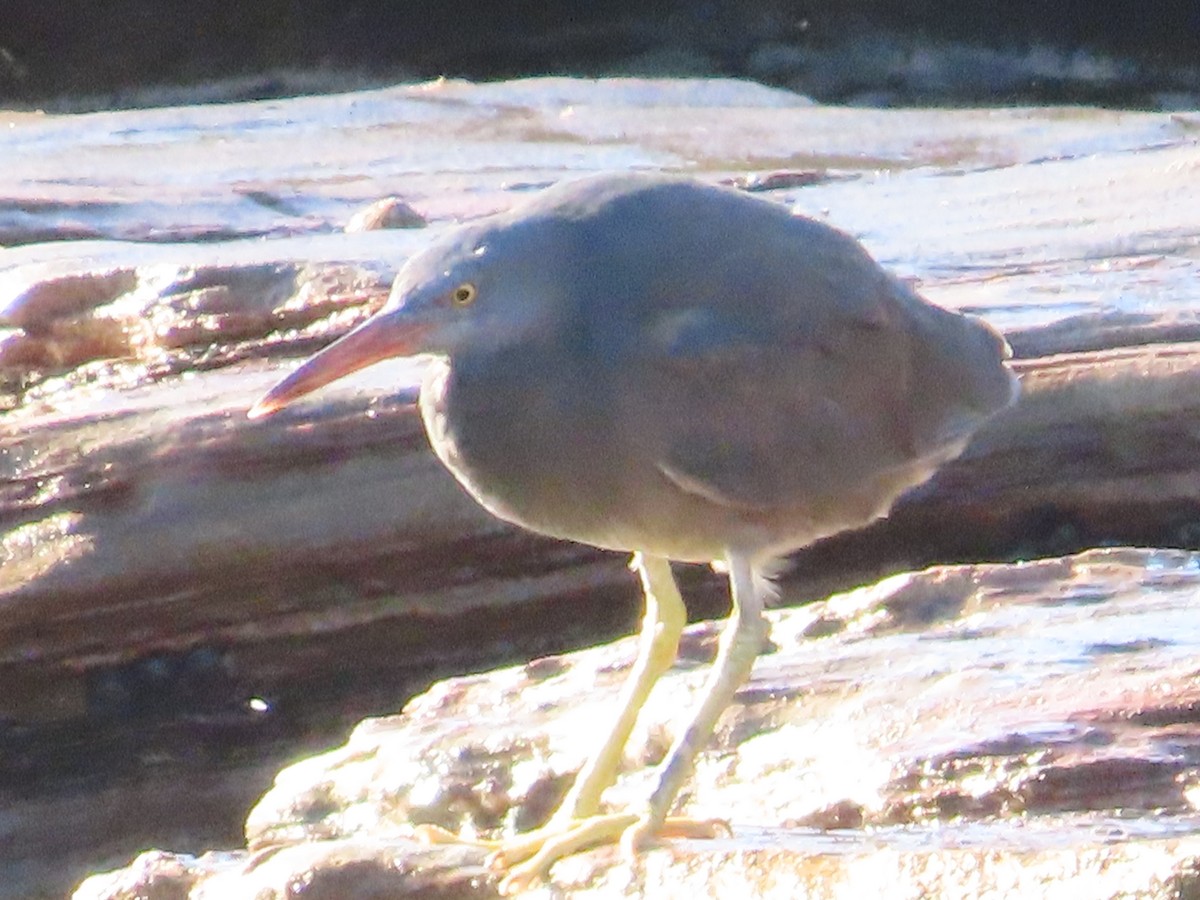 Pacific Reef-Heron - Alistair Campbell