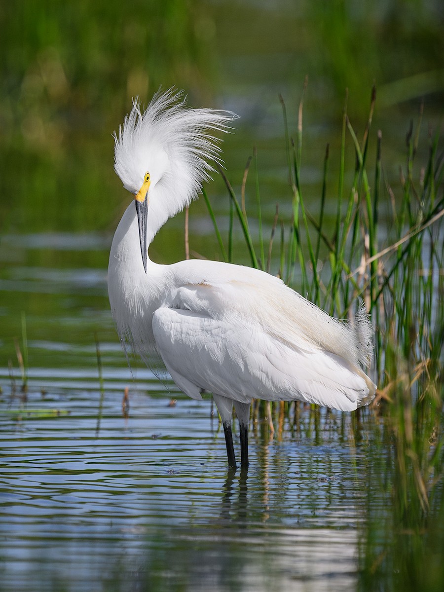 Snowy Egret - Mike Cameron
