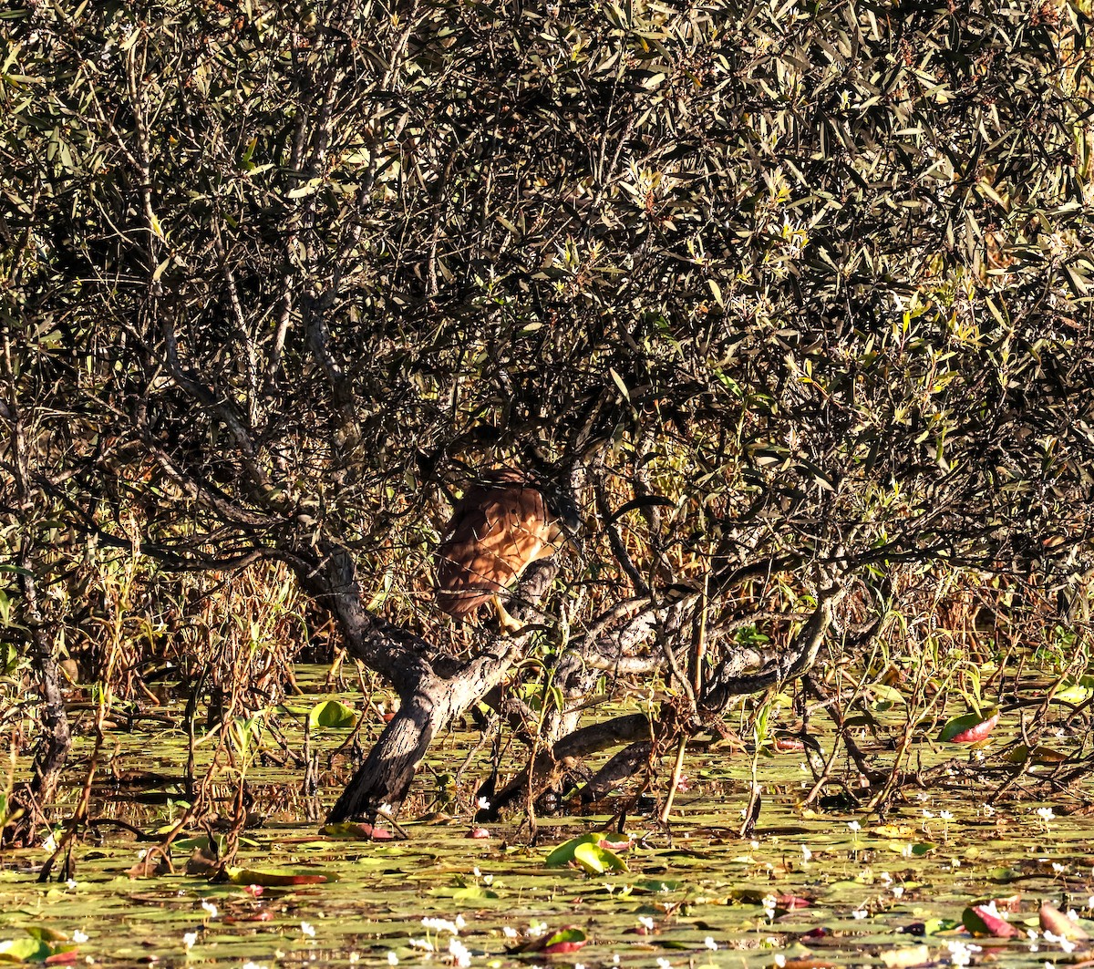 Nankeen Night Heron - Richard Symmonds