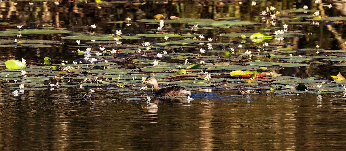 Australasian Grebe - Richard Symmonds