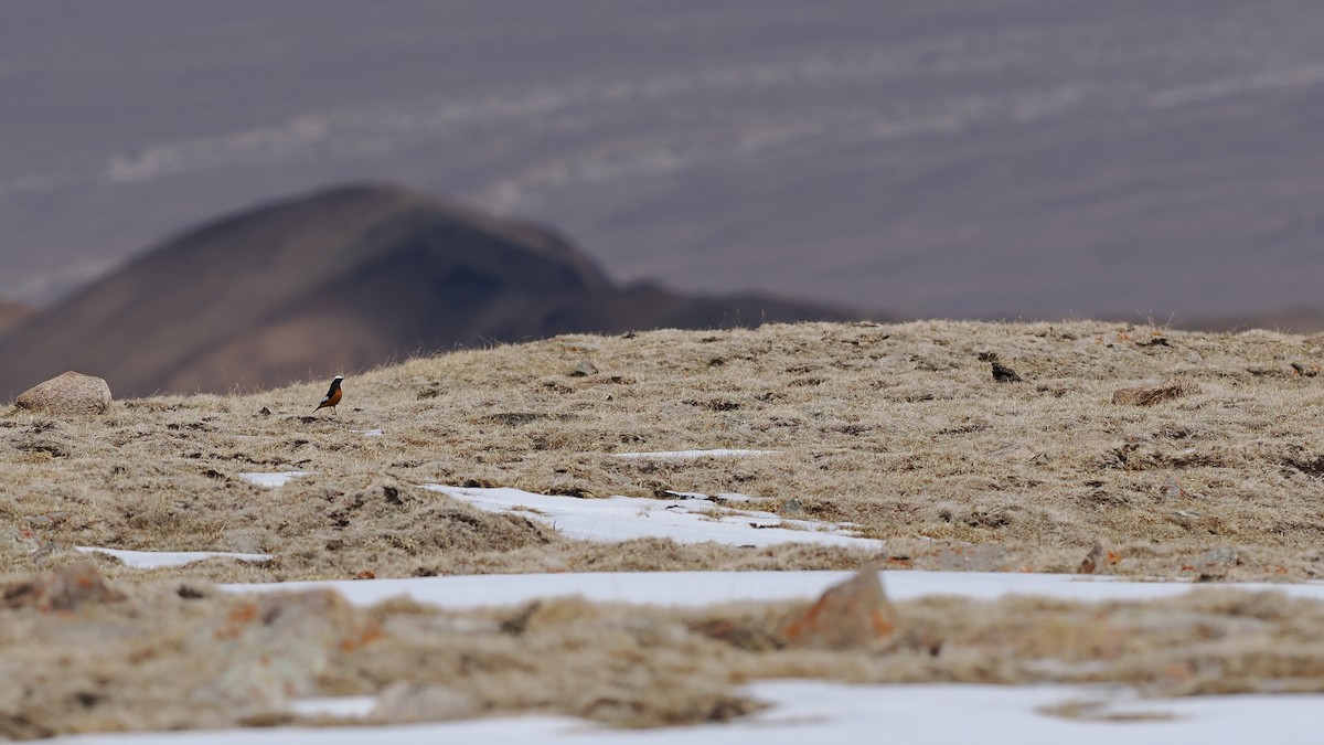 White-winged Redstart - Paul French