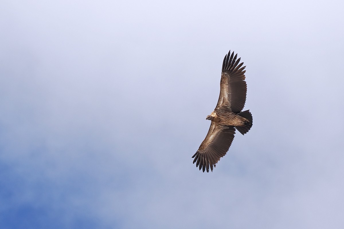 Himalayan Griffon - Paul French