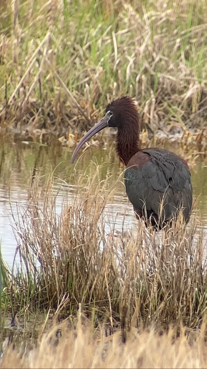 Glossy Ibis - Marc Lavertu