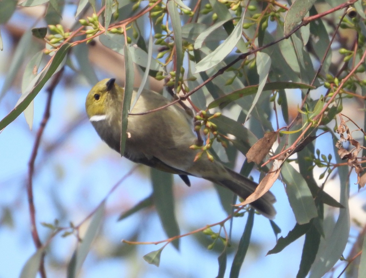 White-plumed Honeyeater - Rodney Macready