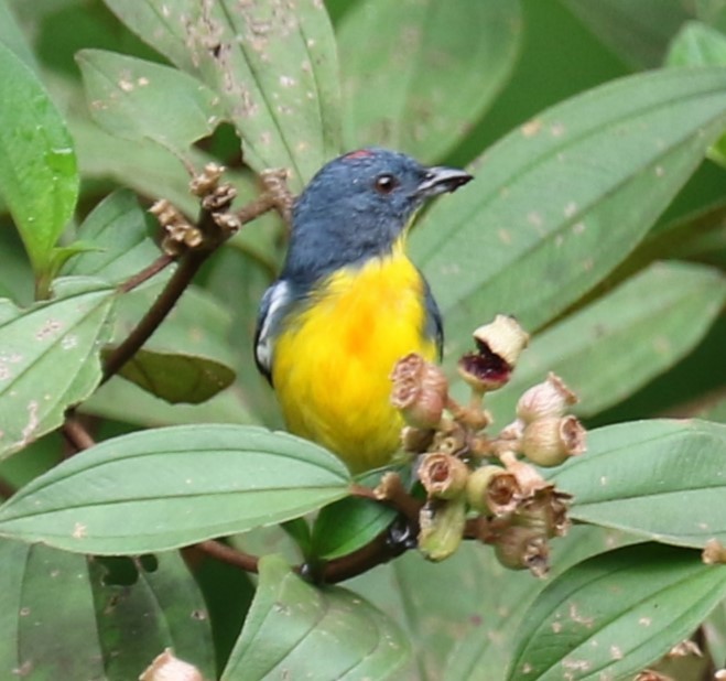 Yellow-rumped Flowerpecker - evonne muse