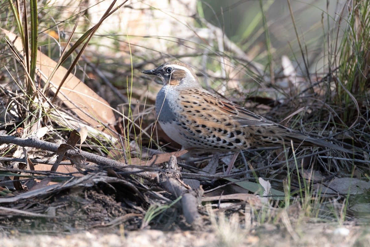 Spotted Quail-thrush - Veeraj Sharma