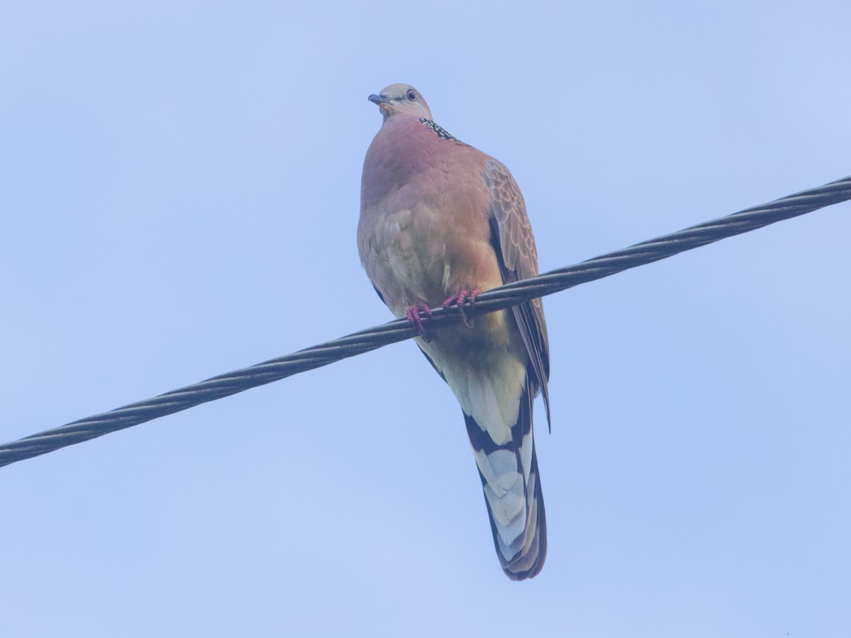 Spotted Dove - Angus Wilson