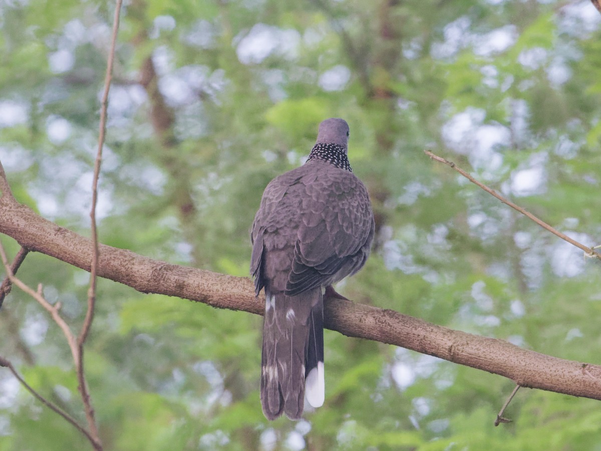 Spotted Dove - Angus Wilson