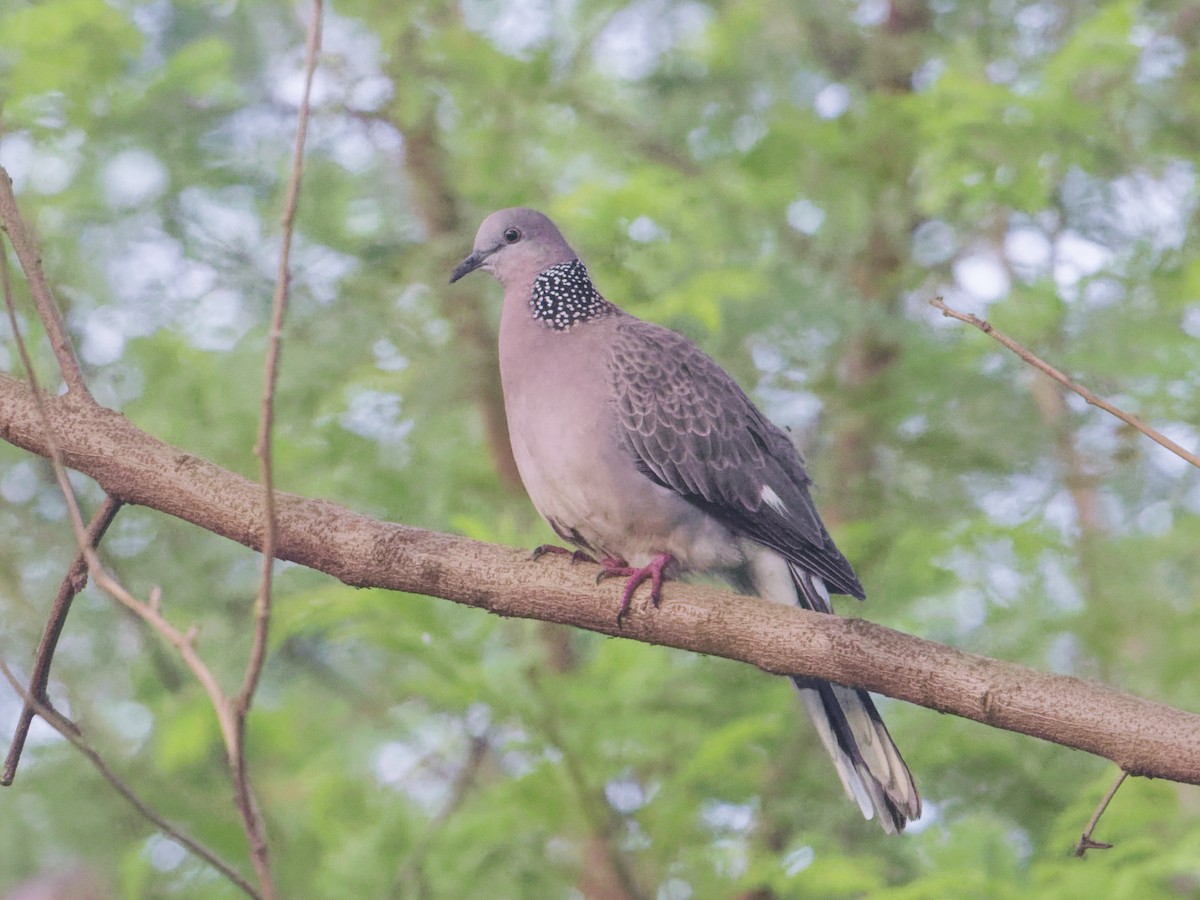 Spotted Dove - Angus Wilson