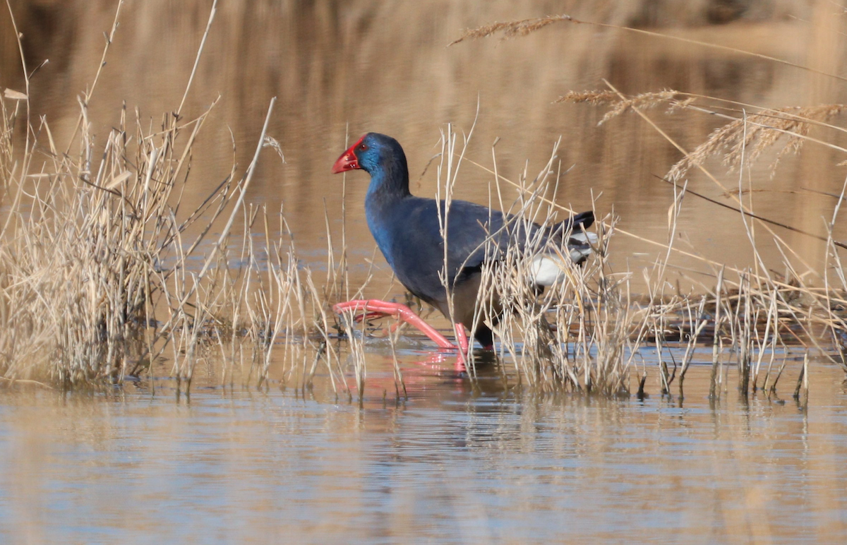 Western Swamphen - ML619271550