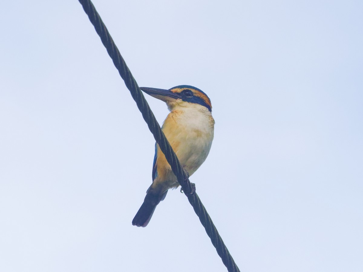 Pacific Kingfisher - Angus Wilson