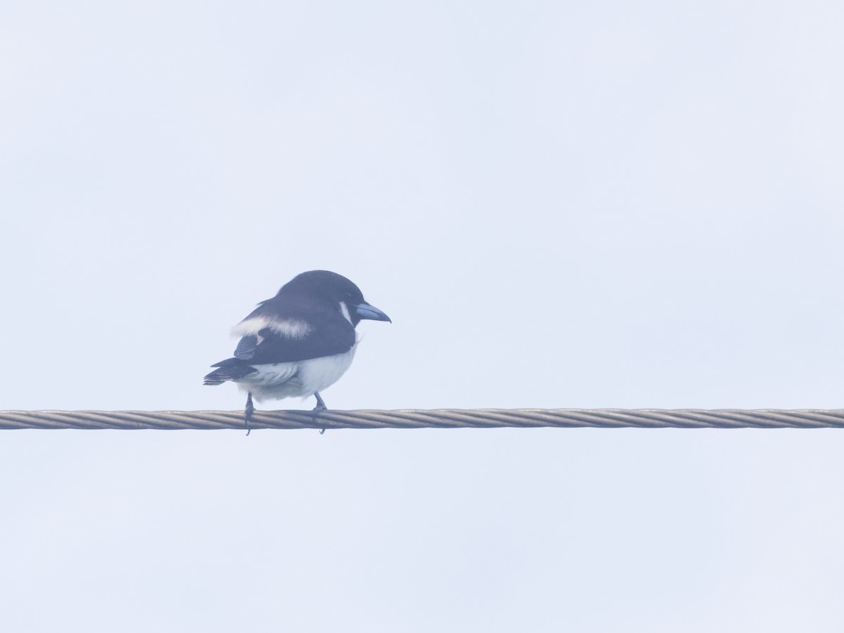 Fiji Woodswallow - Angus Wilson