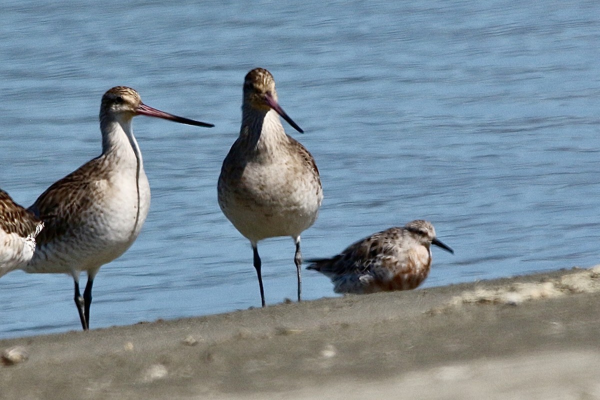 Bar-tailed Godwit - Pauline and Ray Priest