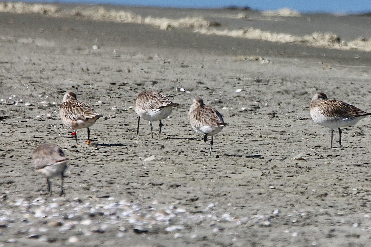 Bar-tailed Godwit - Pauline and Ray Priest