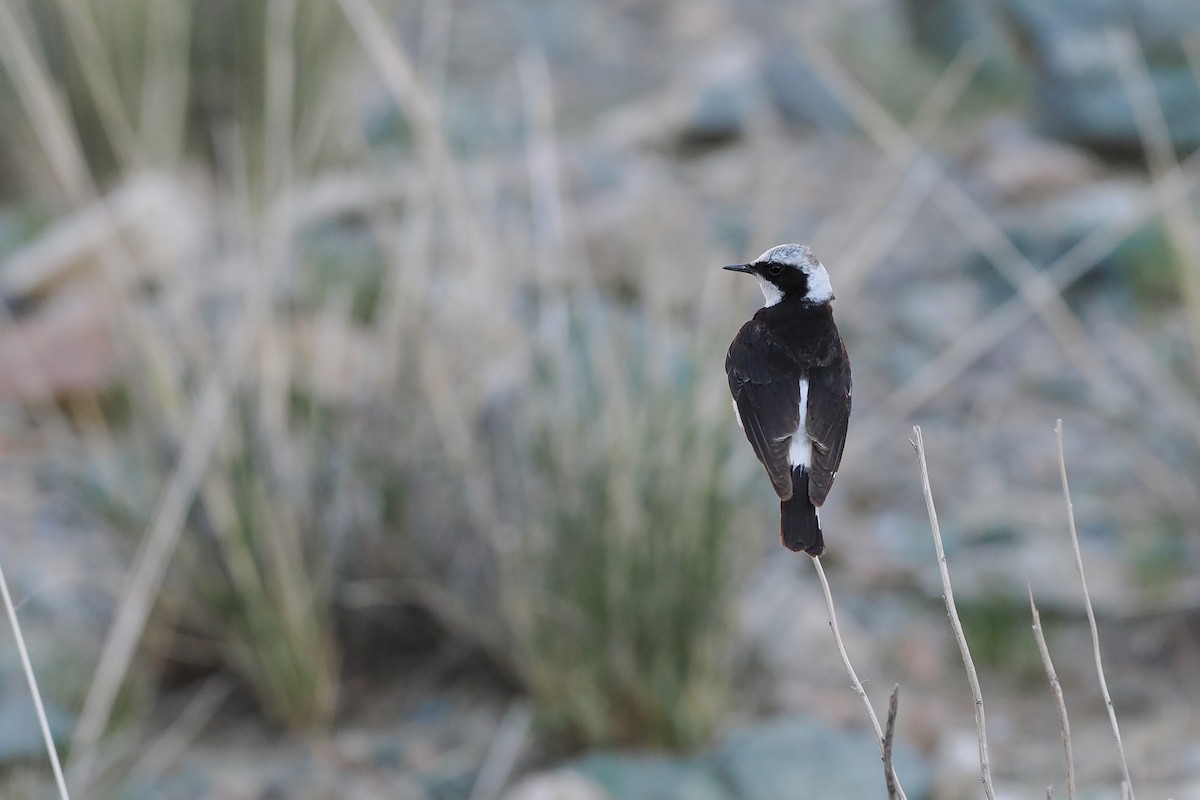 Pied Wheatear - Paul French