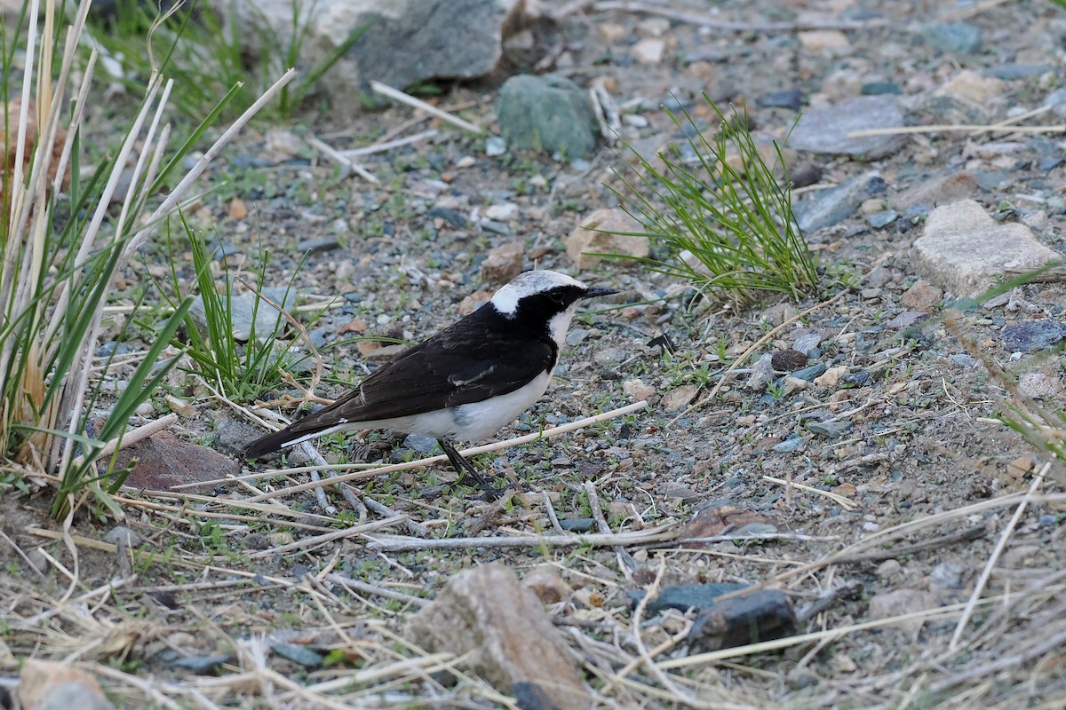 Pied Wheatear - Paul French