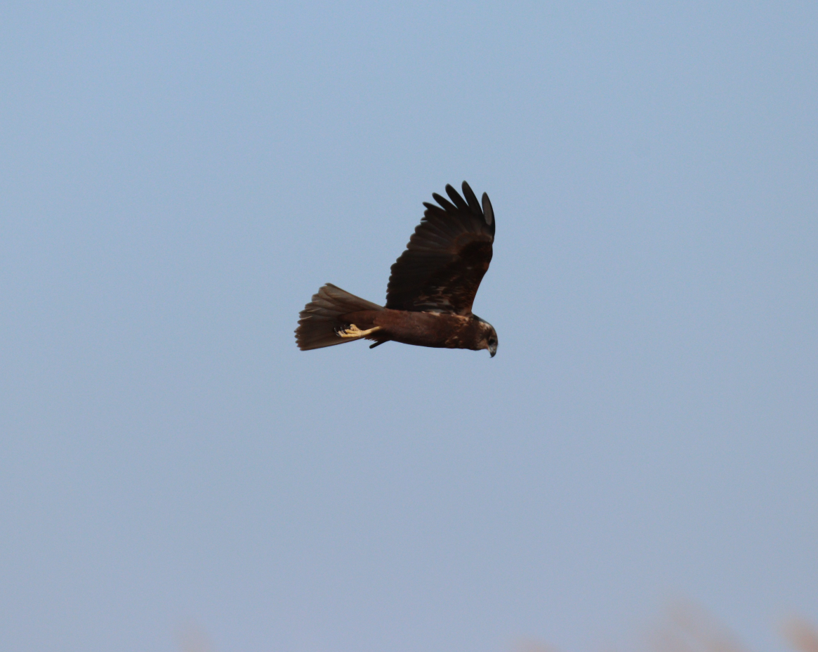 Western Marsh Harrier - Bussier romain