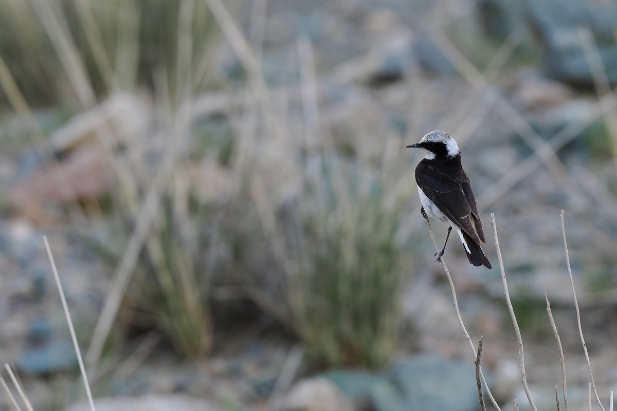 Pied Wheatear - Paul French