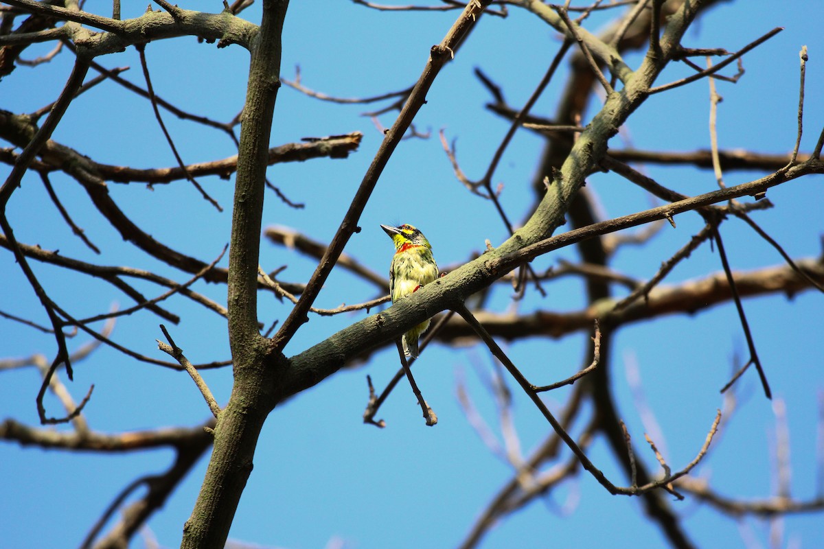 Coppersmith Barbet - ML619271635