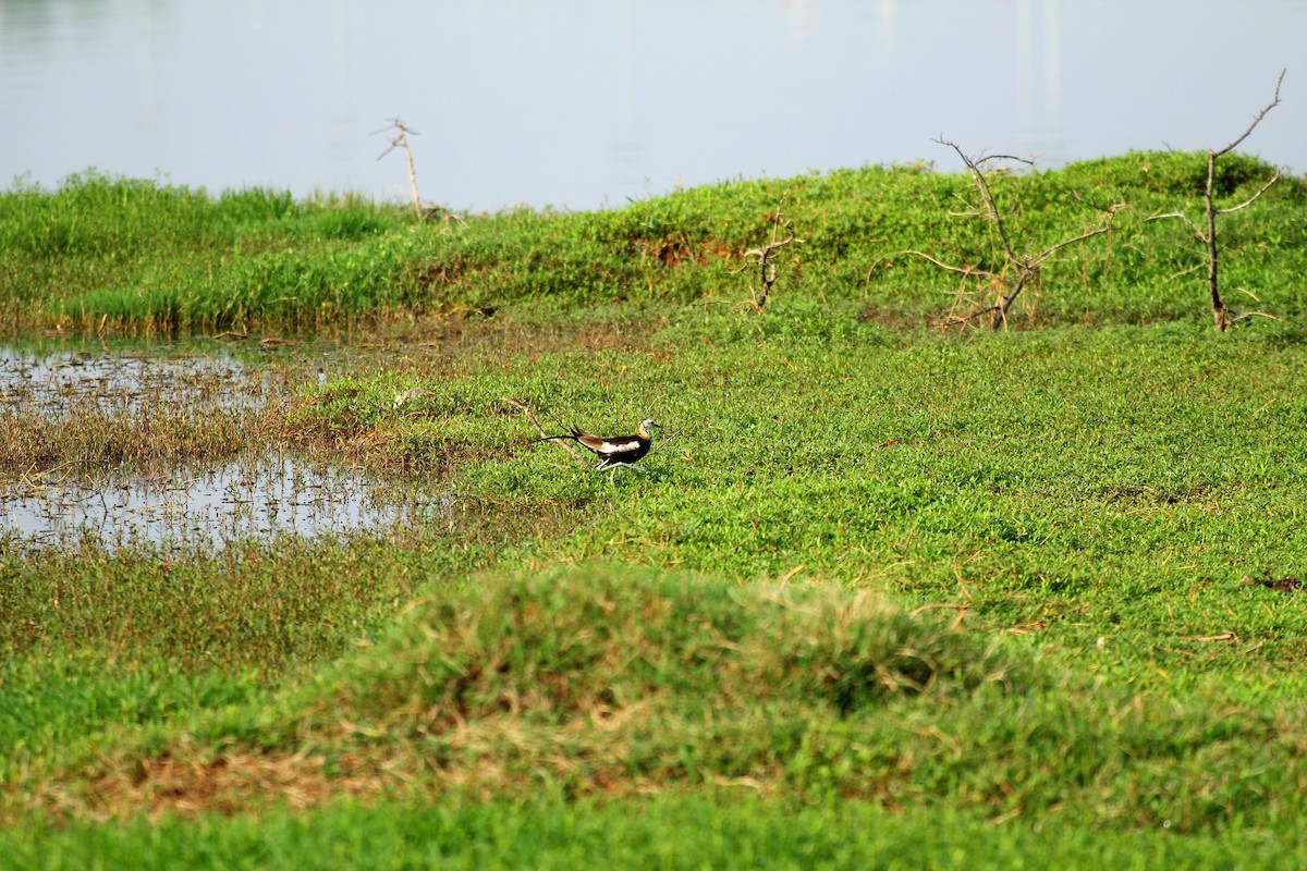 Pheasant-tailed Jacana - Vishwanath V