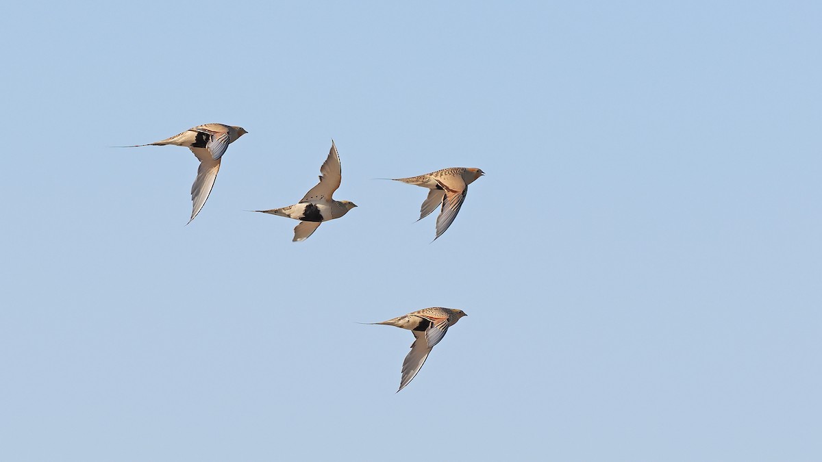 Pallas's Sandgrouse - ML619271643