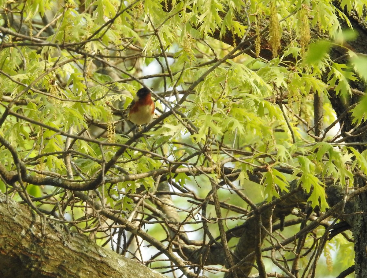 Bay-breasted Warbler - Andy McGivern