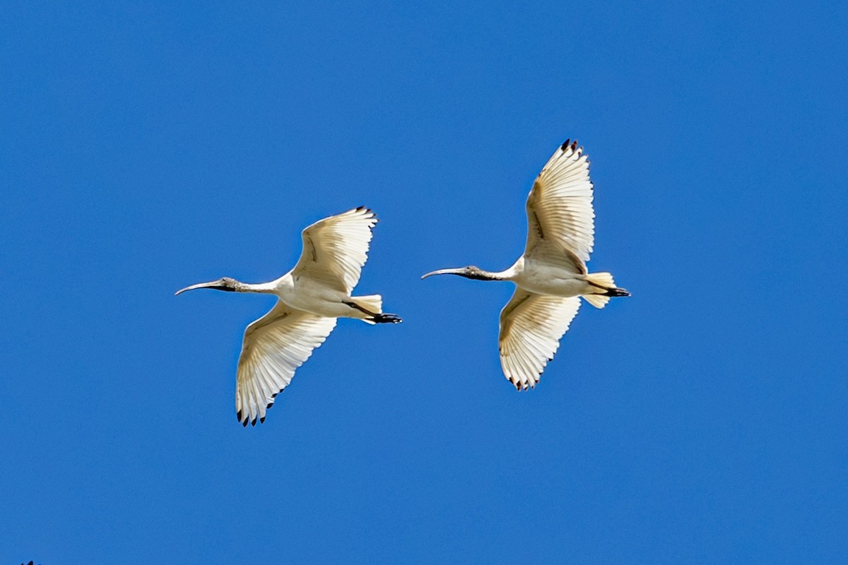 Australian Ibis - John Davis