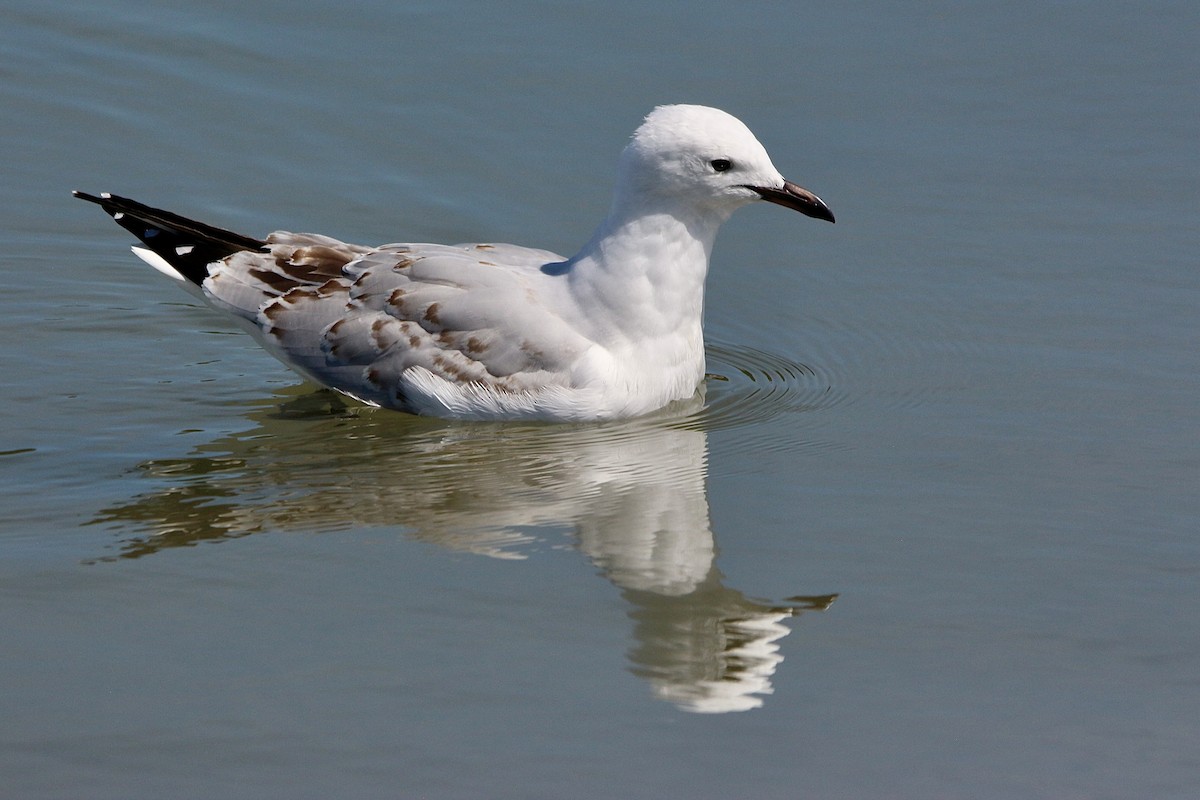 Silver Gull - Pauline and Ray Priest