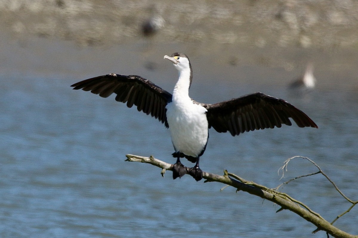 Pied Cormorant - ML619271701