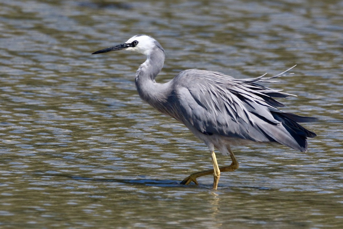 White-faced Heron - ML619271708