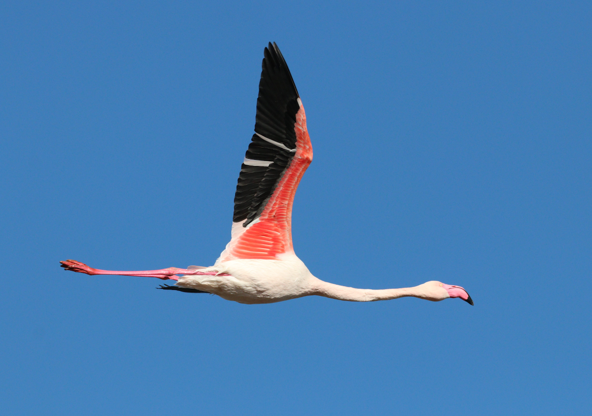 Flamingo - ML619271710