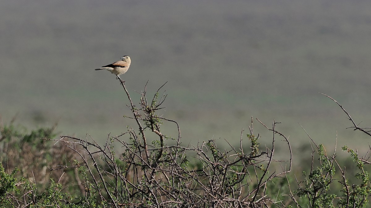 Mongolian Ground-Jay - ML619271717