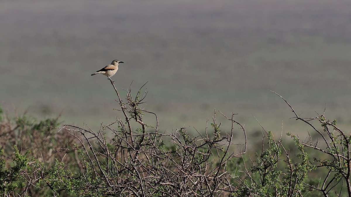 Mongolian Ground-Jay - ML619271718