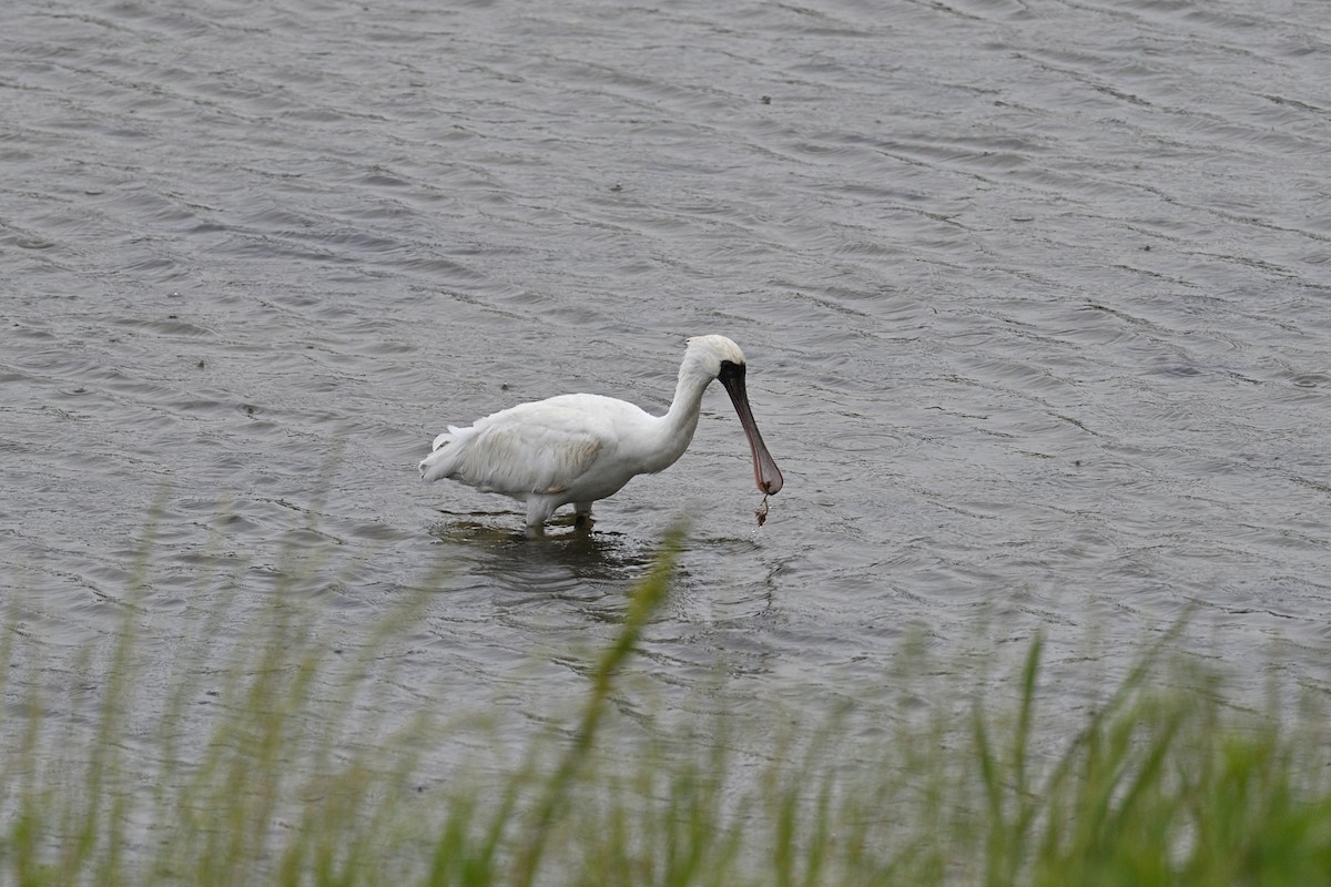 Black-faced Spoonbill - Takayoshi Ueki