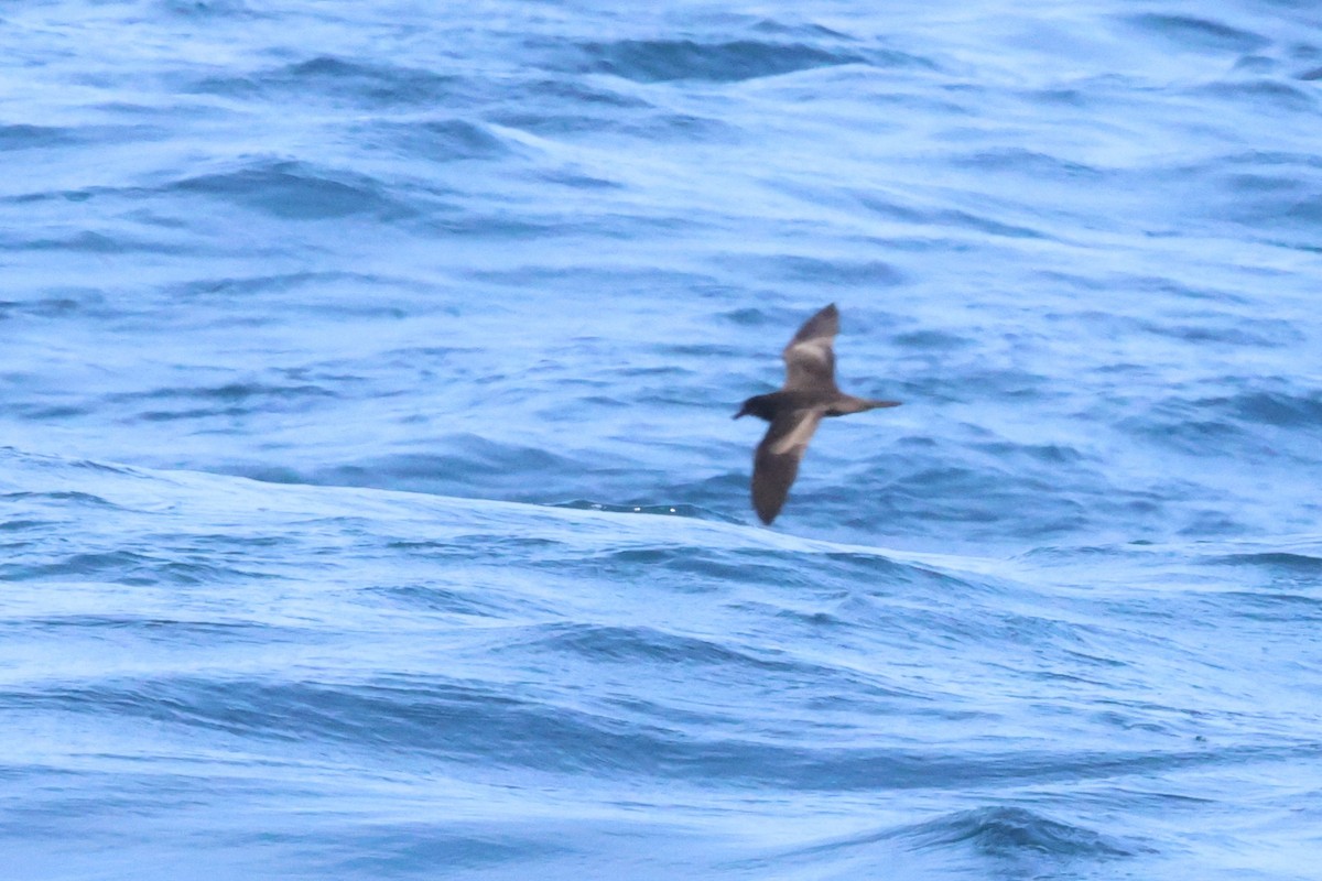 Bulwer's Petrel - ML619271743