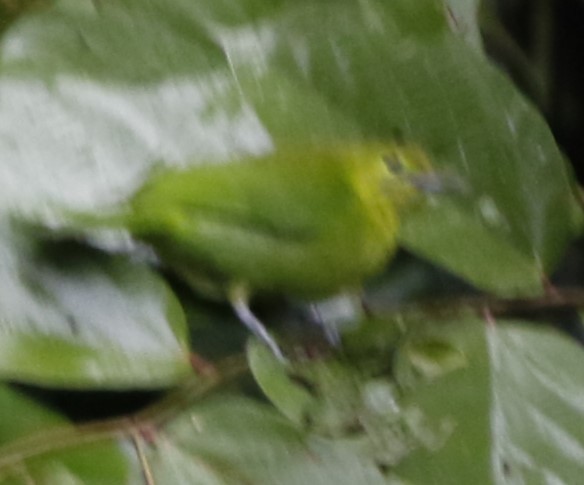 Lesser Green Leafbird - Lee Muse