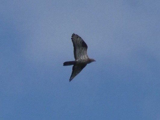 European Honey-buzzard - ML619271756