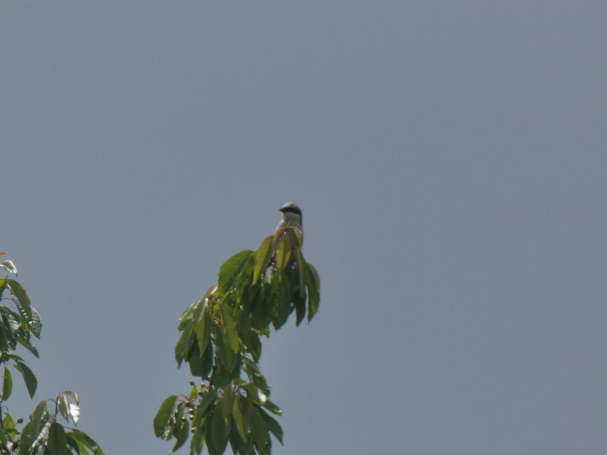 Red-backed Shrike - ML619271761