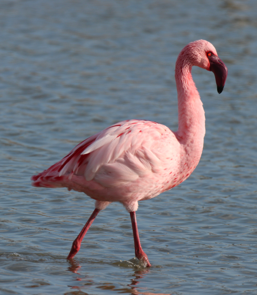 Lesser Flamingo - Bussier romain