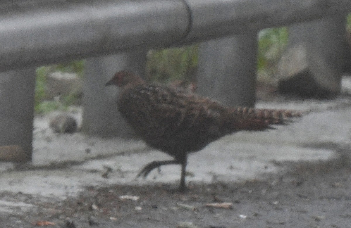 Mikado Pheasant - norman wu