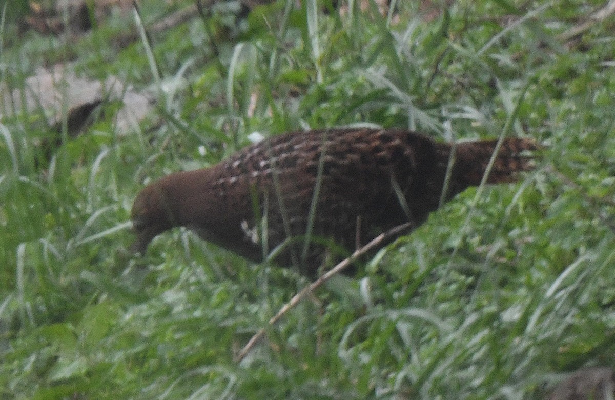 Mikado Pheasant - norman wu