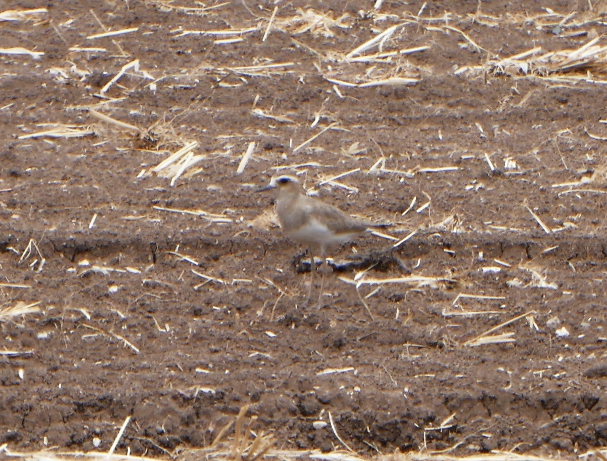 Caspian Plover - Colin Richardson