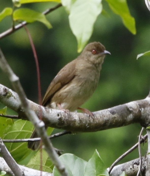Red-eyed Bulbul - Lee Muse