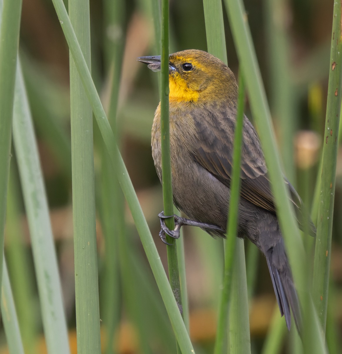 Yellow-hooded Blackbird - Lars Petersson | My World of Bird Photography