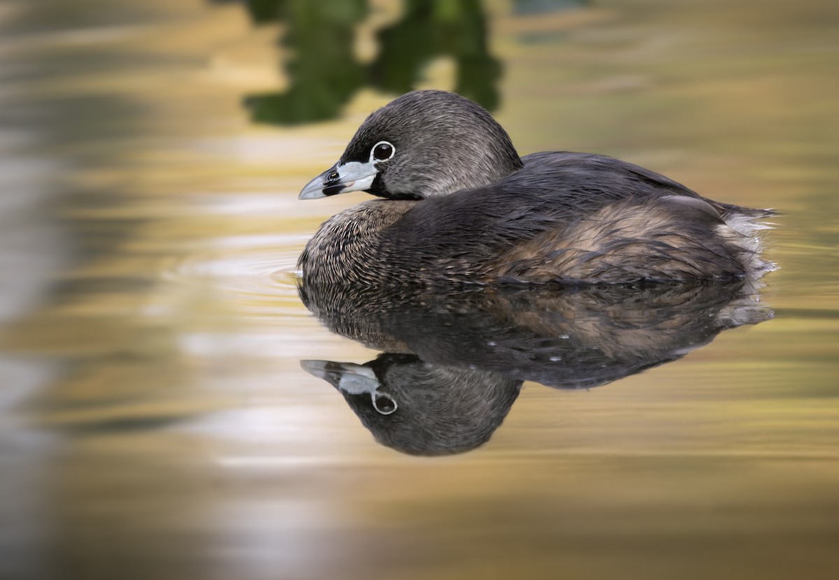 Pied-billed Grebe - Lars Petersson | My World of Bird Photography