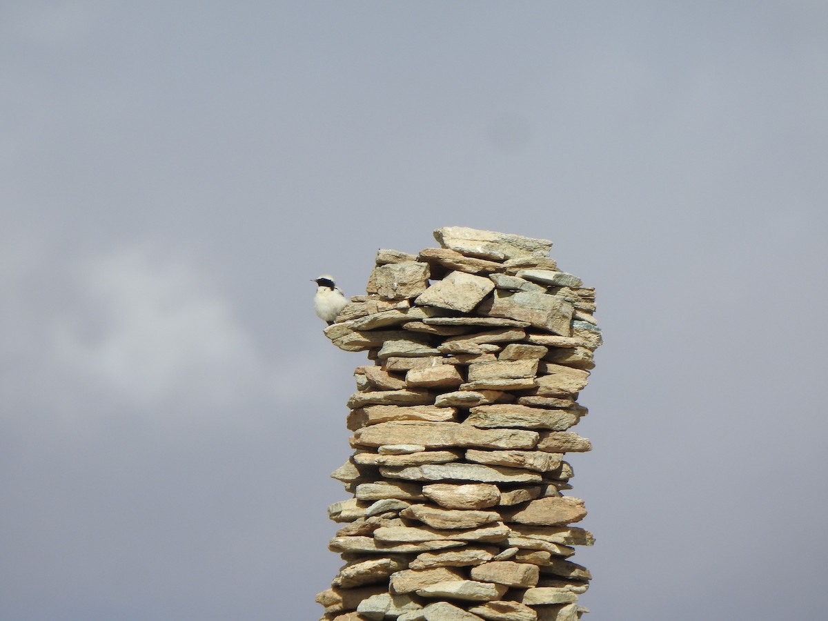 Desert Wheatear - Selvaganesh K